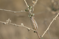 Neolasioptera willistoni