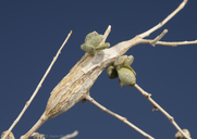 Neolasioptera willistoni