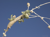 Neolasioptera willistoni