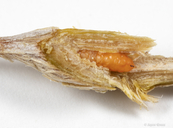 Neolasioptera willistoni