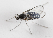 Neolasioptera willistoni