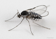 Neolasioptera willistoni