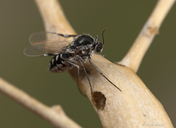 Neolasioptera willistoni