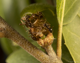 Callirhytis carmelensis