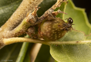 Callirhytis carmelensis