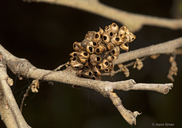 Callirhytis serricornis