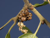 Callirhytis serricornis