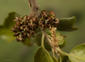 Callirhytis serricornis