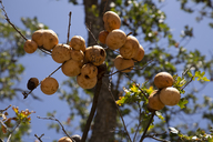 Andricus quercuscalifornicus