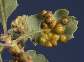 Neuroterus saltatorius