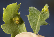 Neuroterus saltatorius