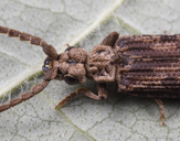 Prolixocupes lobiceps