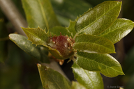 Callirhytis perfoveata