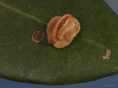 Trichoteras perfulvum