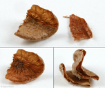 Trichoteras perfulvum