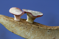 Paracraspis patelloides