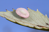 Paracraspis patelloides
