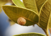 Trichoteras rotundula