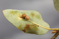 Trichoteras rotundula