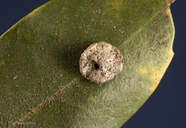 Trichoteras perfulvum