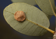 Trichoteras perfulvum