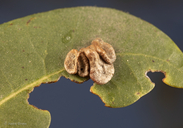 Trichoteras perfulvum