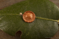 Trichoteras perfulvum