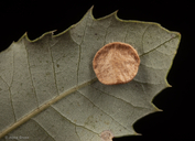 Trichoteras perfulvum