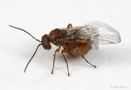 Callirhytis quercussuttoni