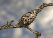 Callirhytis quercussuttoni