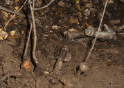 Callirhytis quercussuttoni