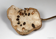 Callirhytis quercussuttoni