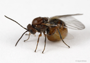 Callirhytis quercussuttoni