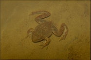 Rana boylii