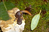 Ensatina eschscholtzii oregonensis