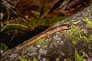 Ensatina eschscholtzii oregonensis