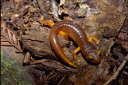Ensatina eschscholtzii xanthoptica