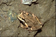 Pseudacris regilla