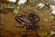 Rana draytonii